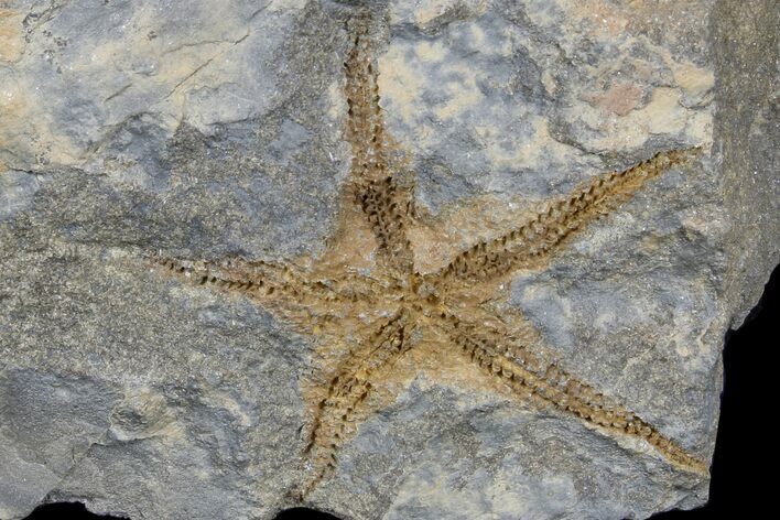 Ordovician Brittle Star (Ophiura) - Morocco #165810
